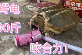 网上据说大鳄龟有着800斤咬合力，果然是真的牙齿如刀片锋利？视频封面
