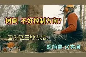 砍伐参天大树，国外伐木工有“三大绝招”控制树的倒向，大开眼界视频封面