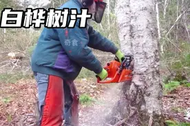 白桦树汁液是如何采集做成饮料的视频封面