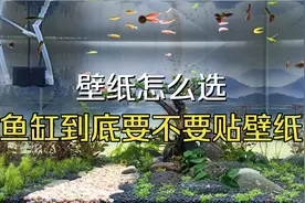 鱼缸壁纸怎么选择怎么贴，需要注意那些方面，贴完壁纸焕然一新视频封面