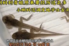 在家孵化青蛙的全过程，刚出生的蝌蚪还会学吐舌头逗人，太治愈了视频封面