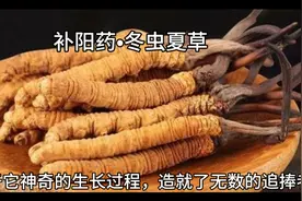 冬虫夏草，有补肾益肺，止血化痰的功效。它的生长过程神奇罕见。视频封面