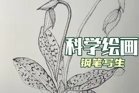 科学绘画【钢笔写生】兜兰花苞视频封面