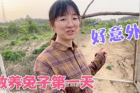 老公突发奇想野养兔子，今天终于把11只兔子放到野外，看看怎么样视频封面