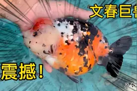 文春巨兽实在是太震撼了，一只手把握不住的巨型兰寿金鱼好不好养视频封面