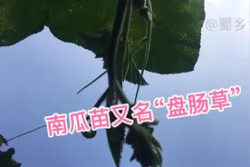 农村的南瓜尖又名盘肠草现在火了，以前没人吃，现在连瓜都不要视频封面