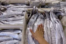 4指宽东海大带鱼它肉膘到底有多厚，以至于网友们称它为“油带”视频封面