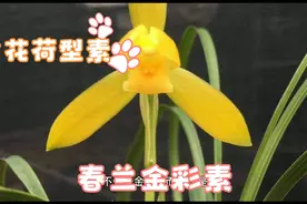 贵州黔东南境内下山的一颗春兰金黄色素花，后来成为传世名品视频封面
