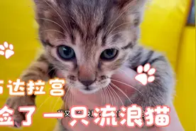布达拉宫遇到一窝流浪猫，女骑士想骑摩托带着猫咪旅行，可行吗？视频封面