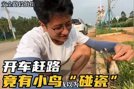学长小芬开车赶路，遇到只小鸟倒地不起，怎么样才能救活它呢视频封面