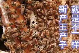 检查蜂箱时发现一只蜂蜜天敌壁虎，壁虎对蜜蜂发展影响特别大。视频封面