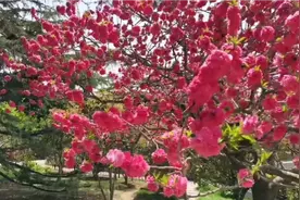 花儿为什么这样红？为什么这样红？哎红得好像，红得好像燃烧的火视频封面
