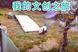 被人类保护的动物视频封面