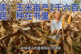 专家：每户农民种300亩玉米，年纯收入45万元，农民：让专家试试视频封面