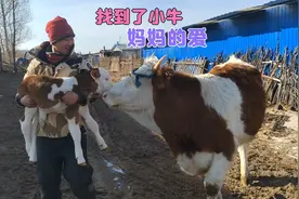 母牛妈妈不吃草，到处找小牛，主人赶紧抱了出来，母爱伟大视频封面