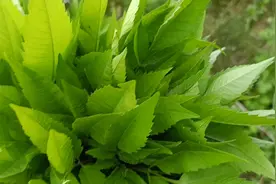 水芹菜具有润肠通便、平肝降压、补铁及利尿等功效。视频封面