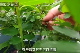 月季大苗和小苗不同的撸叶子的操作演示视频封面
