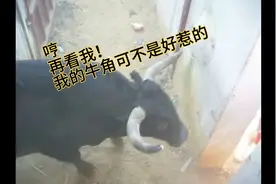 来看看西班牙斗牛出栏的豪横瞬间，把我都给整怕了！视频封面