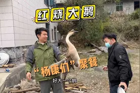 阳过之后身体虚，老肖烧“牛鞭炖大鹅”补身体，这顿吃完得流鼻血视频封面