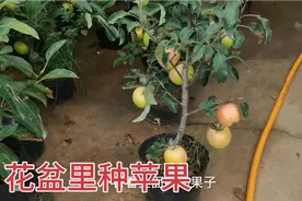 苹果也能种盆里，结的果子比拳头还大好看又好吃，啥价格？视频封面