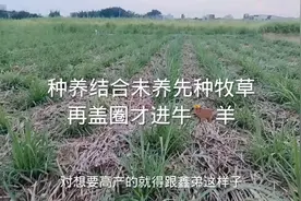 种养结合是目前最稳定模式视频封面