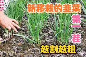 分享新移栽的韭菜第一茬怎么割？找对时间，越割越粗长的越快视频封面