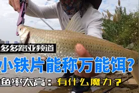 vib中鱼率太高了！小小铁片能称万能饵？究竟有什么魔力？视频封面