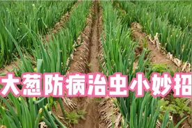 大葱地里喷一喷撒一撒，大葱没有病虫害，大葱长势好产量高视频封面