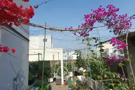 走进我的菜园！说说我的瓜：冬瓜南瓜 苦瓜丝瓜黄瓜 香瓜西瓜