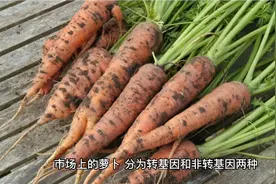 转基因萝卜怎么识别，老农教我一招，这么做再也不吃亏视频封面