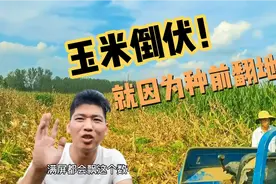 玉米播种之前千万不能翻地，如果遇上大风，收割难度会增加的很多视频封面