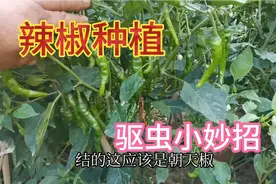 辣椒长虫别打农药，用这种水喷一喷虫子自动消失，辣椒摘不停视频封面