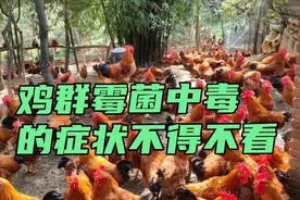 鸡霉菌中毒的表现，养鸡人不得不看视频封面