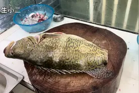 8斤的桂花鱼不要蒸着吃，大厨教你横县鱼生做法，营养美味超好吃视频封面