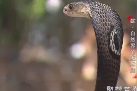 你知道吗？眼镜蛇毒液有多厉害？吐一口毒液瞬间让你丧命！视频封面