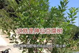 这就是神仙豆腐树，一斤树叶可做豆腐15斤，大人小孩老人都爱吃视频封面