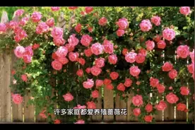 蔷薇花花语视频封面
