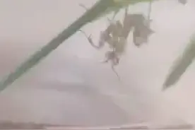螳螂：哈哈！终于找到你，还好我没放弃视频封面