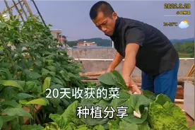 楼顶种青菜想要长得好又快，就来看看我的种植方法吧，20天就收获视频封面