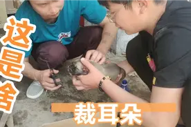仨位小伙给猛犬裁耳朵，出生七天就要做美容，问小家伙你怕不怕？
