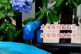 空调水用处居然这么大，用了它土壤不板结植物壮花朵艳叶子绿油油视频封面