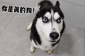 当你放个屁塞到哈士奇嘴里，二哈会是什么反应？视频封面
