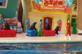 珠海长隆海洋王国
海狮表演
#海狮表演 #现场实拍视频封面