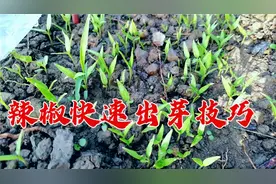 谁说辣椒苗种难出芽？试试这种方法，辣椒出芽快苗棵棵健壮，学学视频封面