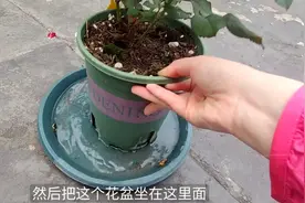 夏天要不要在月季花盆底部放上托盘储水？不能一概而论视频封面