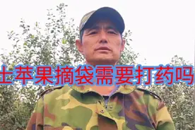 都说红富士苹果摘袋前打药是必须的，但是不打药是否可行呢视频封面