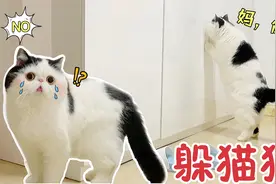 主人躲进衣柜，害得猫咪一顿狂找，急的又哭又喊“妈妈”视频封面