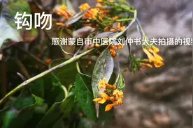 身边的草药（751），钩吻，祛风攻毒散结止痛的草药视频封面