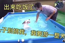 狗狗一反常态在水中游泳一整天，主人干预还咬主人，狗经历了什么视频封面