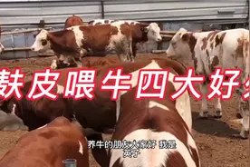 麸皮喂牛的四大好处视频封面